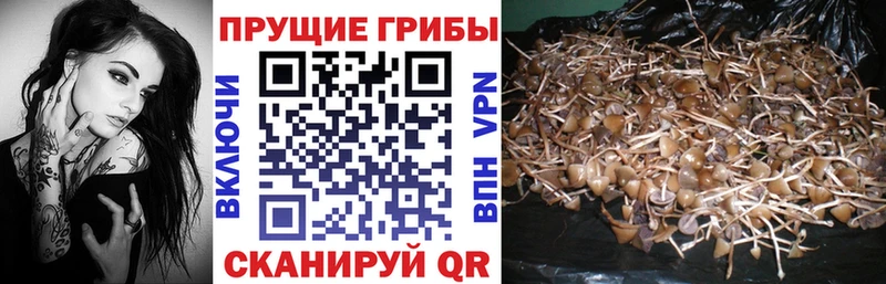 Галлюциногенные грибы GOLDEN TEACHER  закладка  Ува 